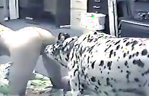 Clip khiêu dâm thú tính miễn phí có cảnh cô gái và chú chó trong tư thế chó